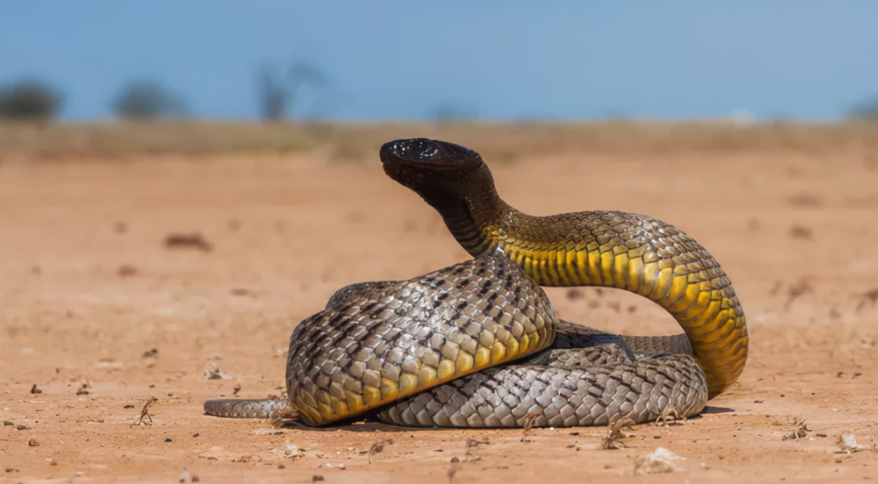 最毒的蛇排名详解，盘点世界上最毒的10条蛇？