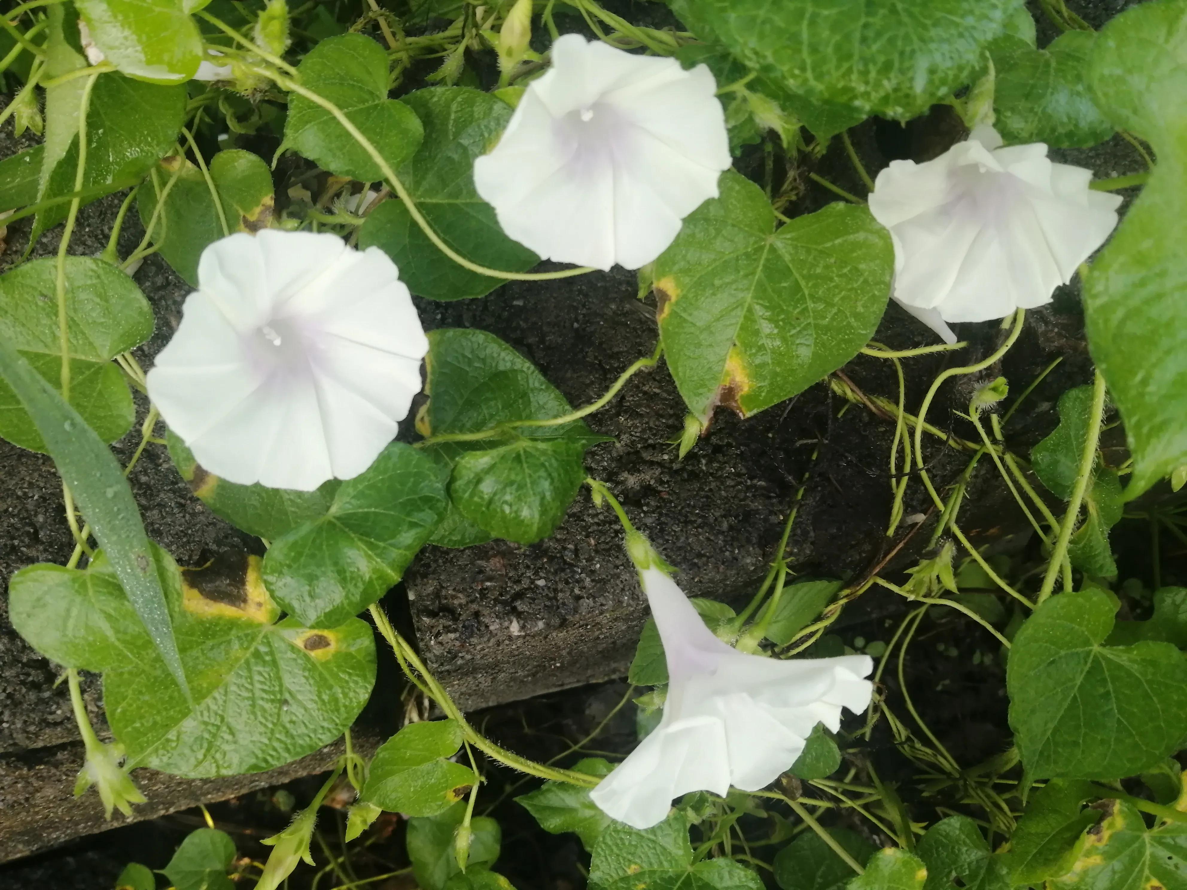 《雨后秋晨》