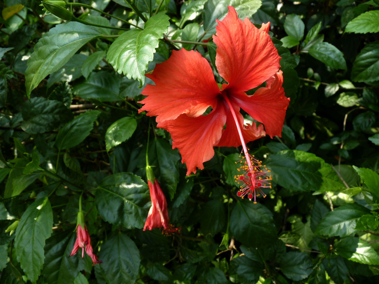周瑾俗称扶桑花,同音"服丧",很多人不喜欢养它,就是由于他的名字比较