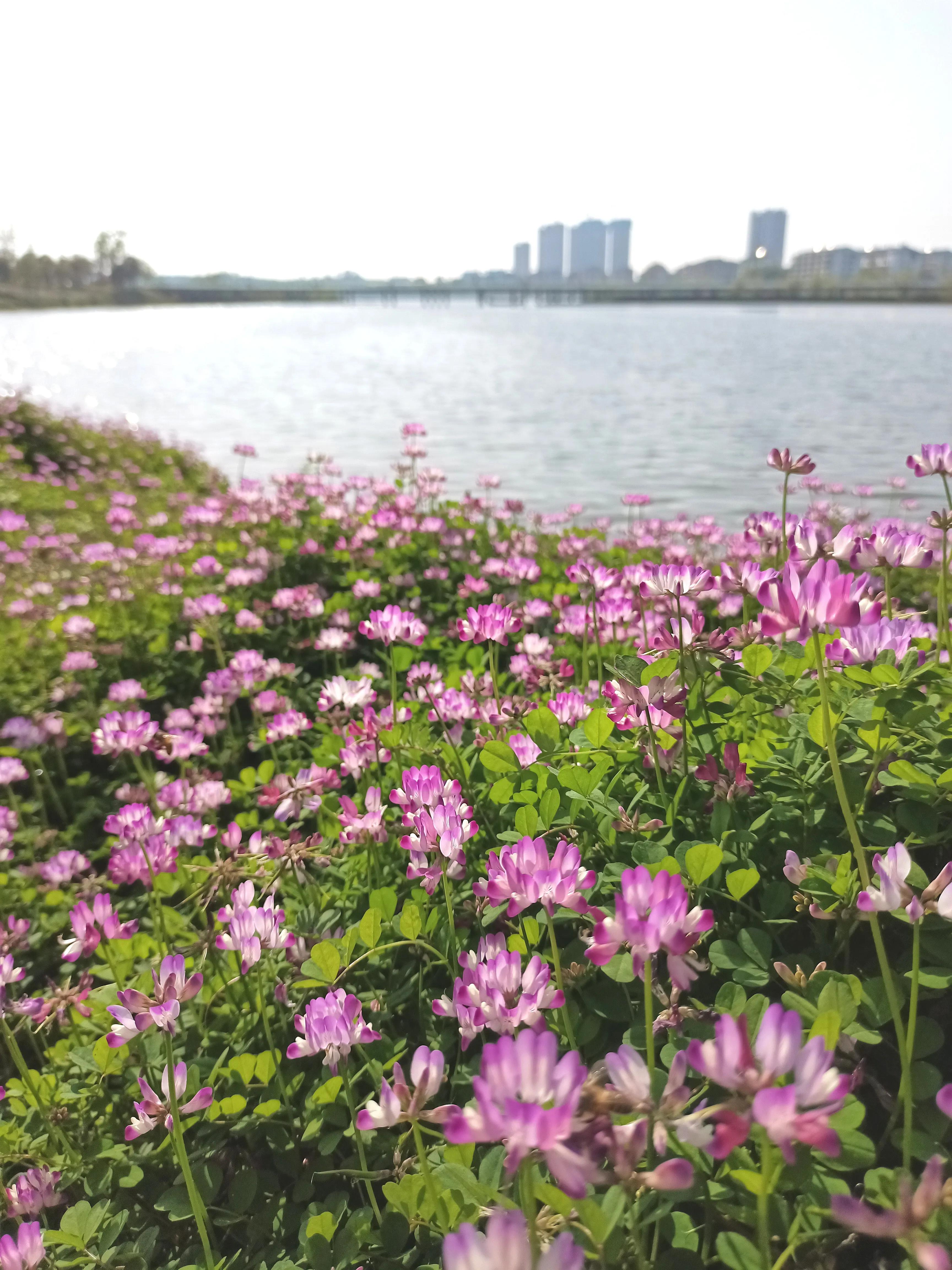 春紫菀是什么花（带你了解春紫菀花语与花期）