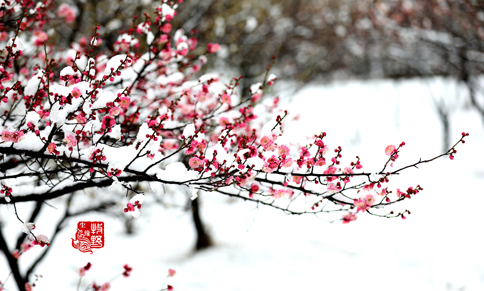 迎雪吐艳,临沂大学傲雪红梅惊艳了2020年第三场雪