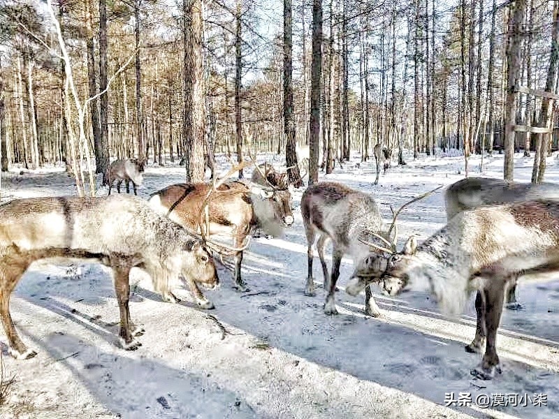 冬季去漠河旅游体验极寒怎么玩？路线+费用+穿衣保暖攻略