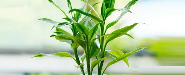富贵竹叶子发黄怎么处理？教你简单有效的解决方法