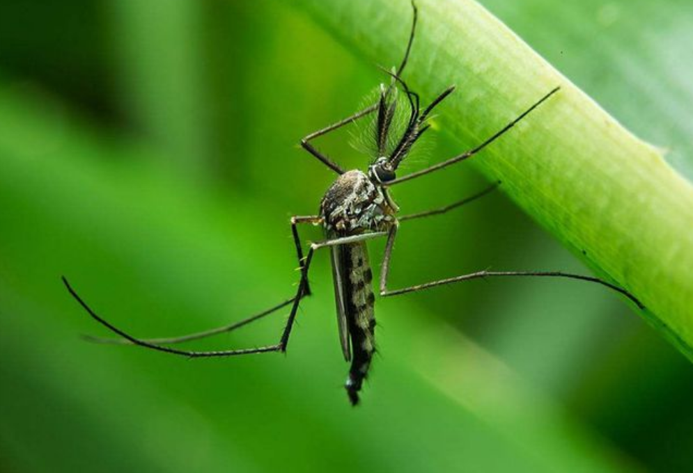 秋天已至，毒性极强的“花蚊子”又在猖獗了！如何消灭才最有效？