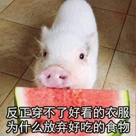 猪猪表情包：能吃是福，吃饱了才有力气减肥