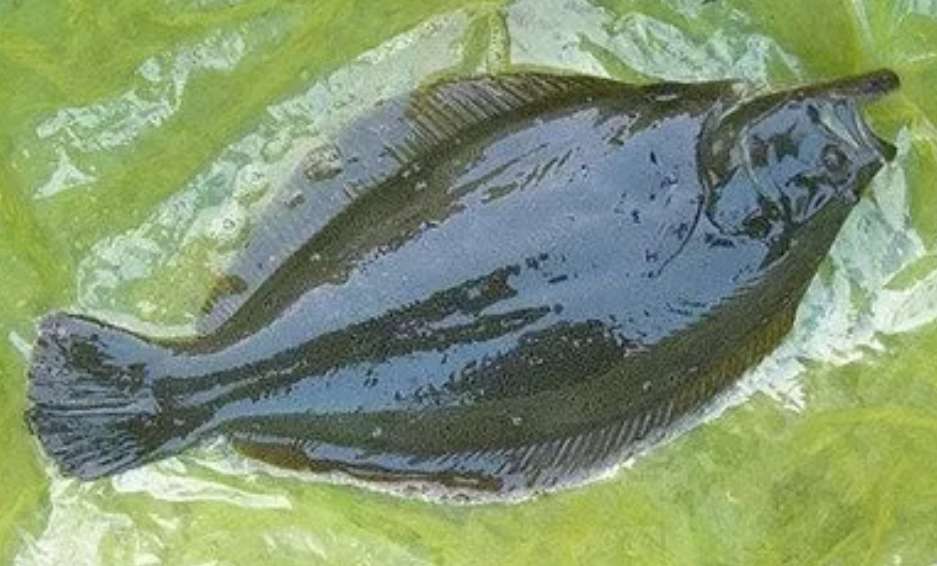 罗非鱼在野外泛滥，它们可以食用吗？没有污染的当然可以吃