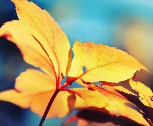 11首现代诗歌，静静的去聆听吧