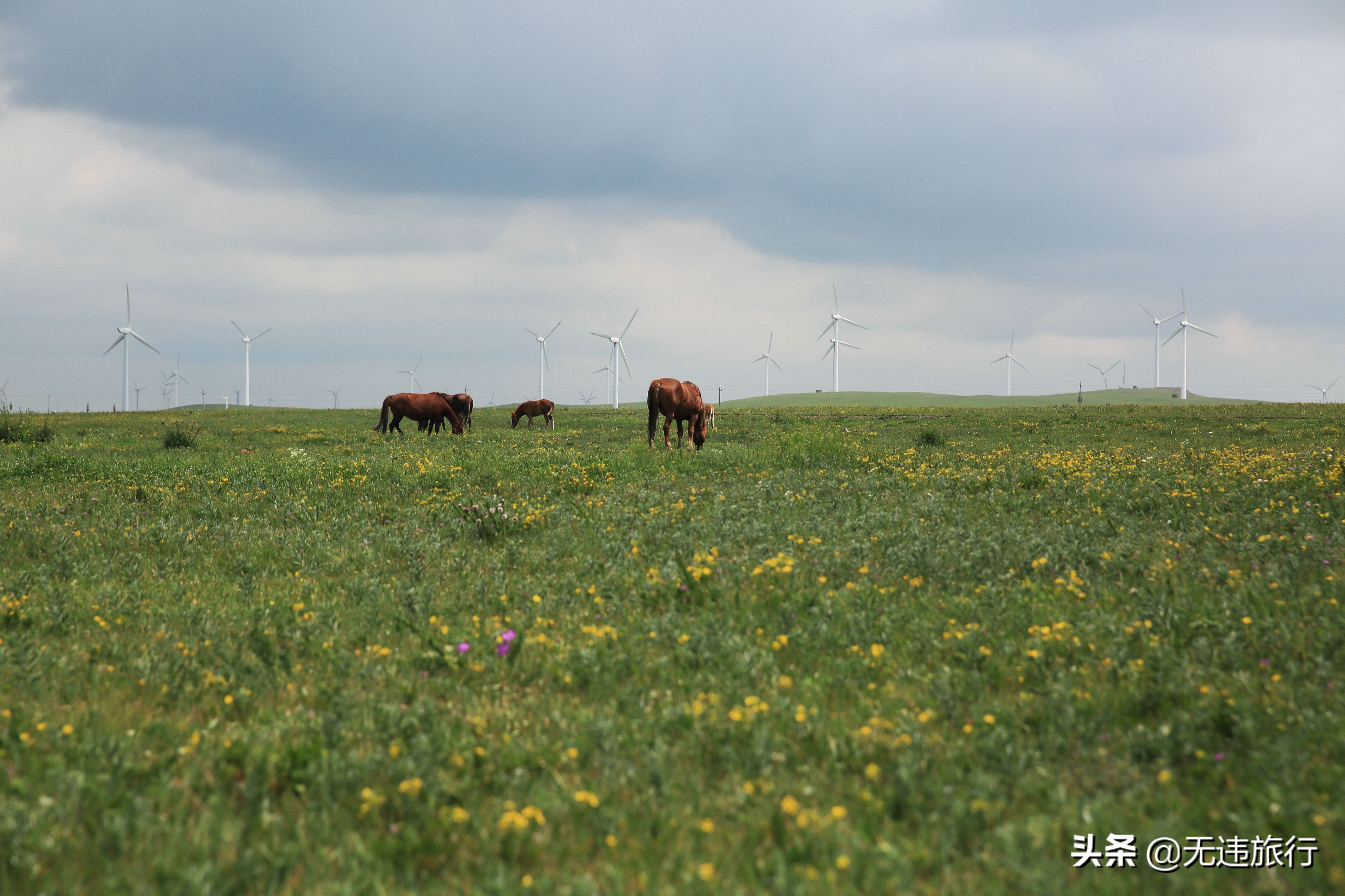 内蒙古辉腾锡勒草原黄花沟,7种深刻体验!(5天4晚3地纪实之二)