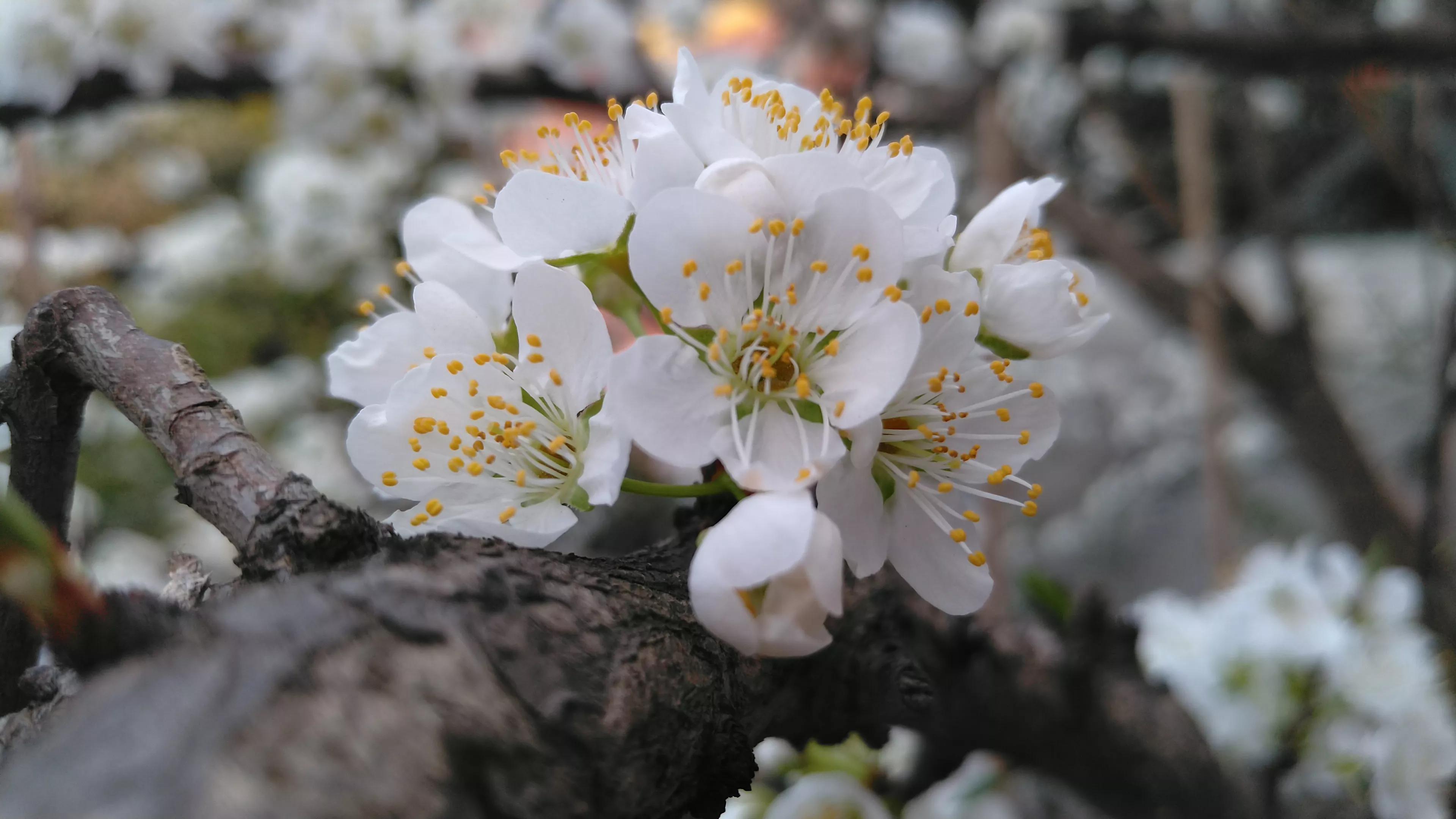 李树开花一树白，银装素裹如堆雪