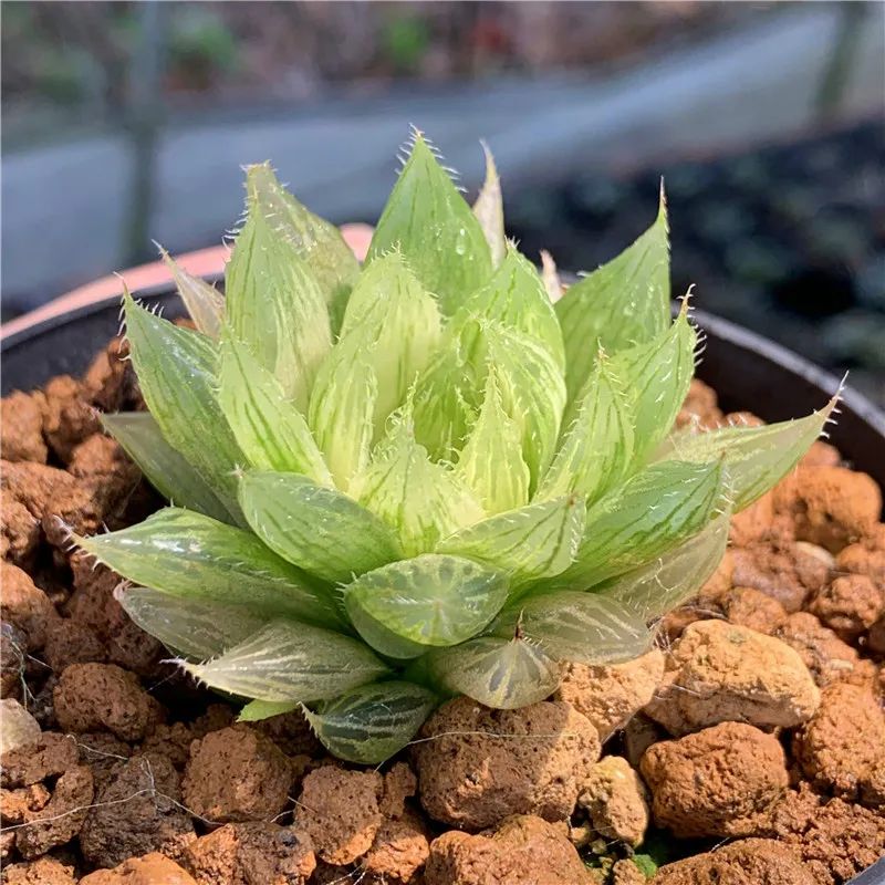 多肉中的翡翠莲花—三角琉璃莲,这么养护,晶莹剔透,水盈盈