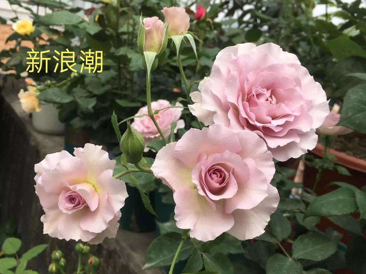 艾莎月季优缺点月季（常见切花月季详细介绍）