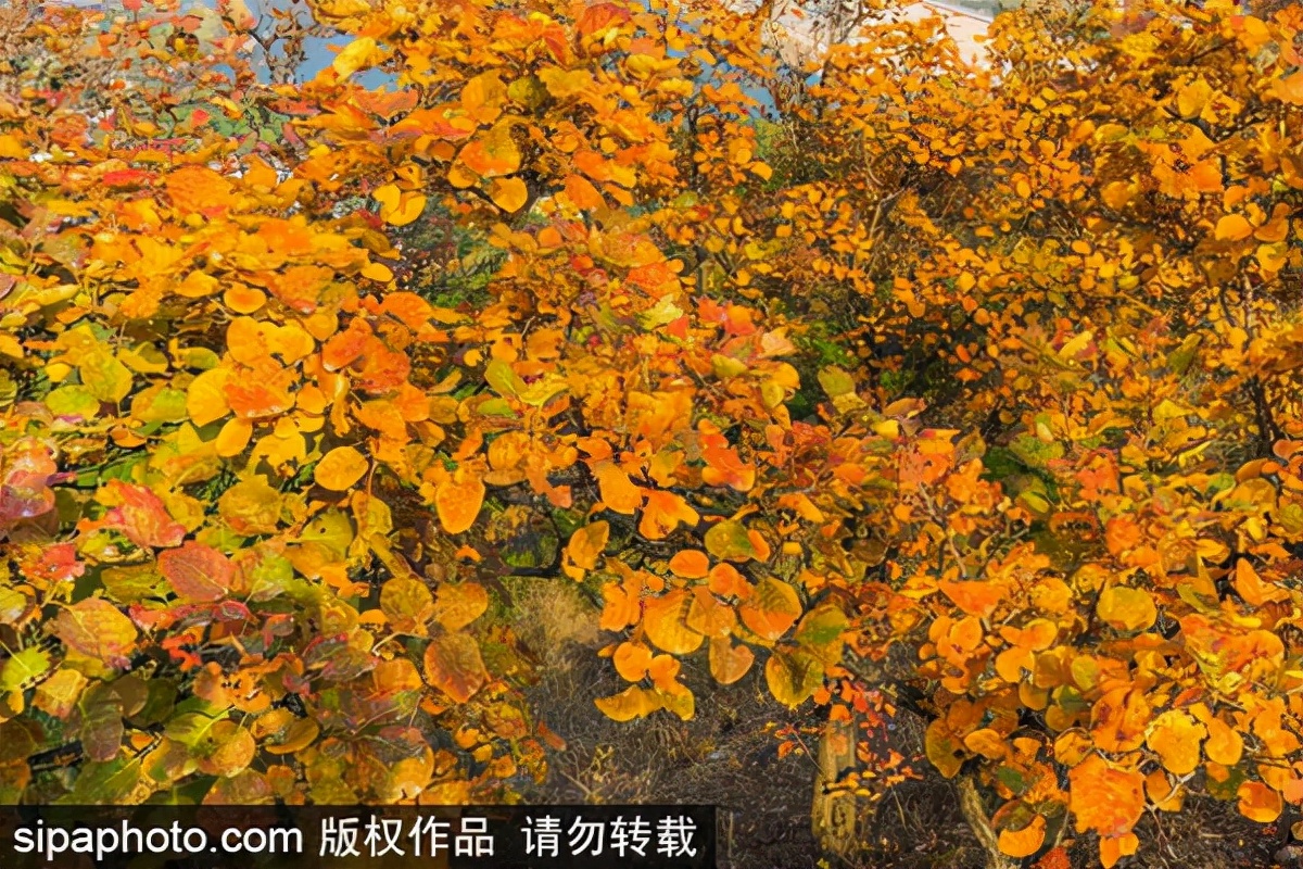 门头沟区赏红叶指南→