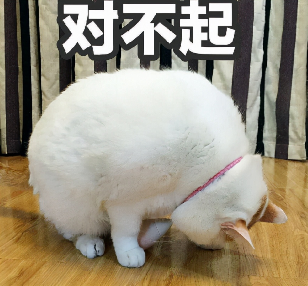 听说受人欢迎的猫咪，都学了这6种道歉方法