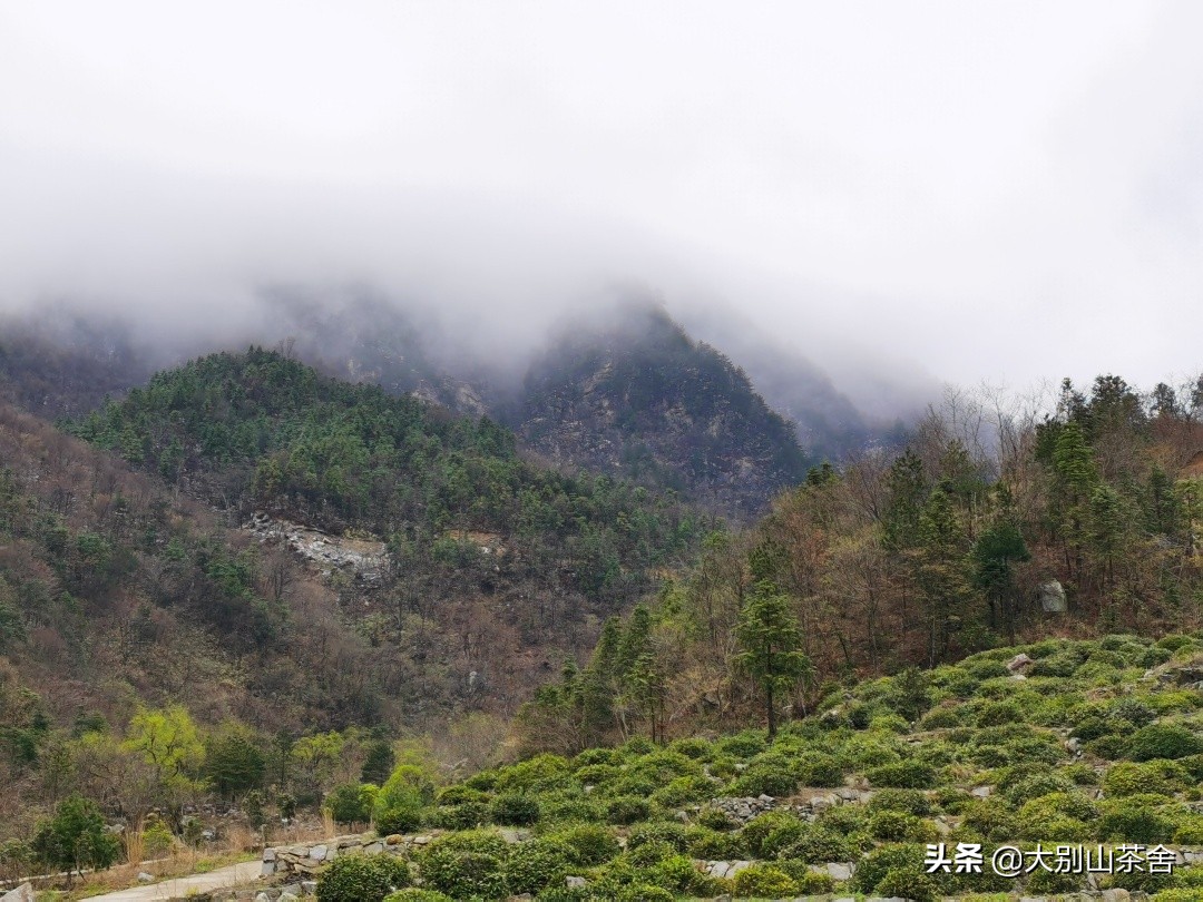 大别山采茶日记，茶季总结：茶歇犹依依，回首数峰青