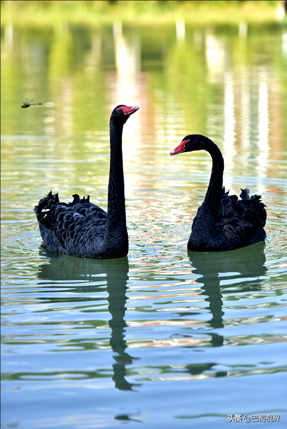 广元天立小学开学攻略‖致即将开学的天立娃