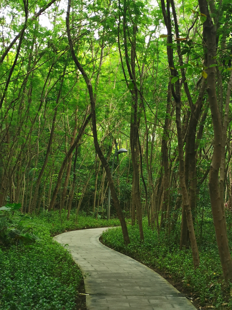 香港中文大学（深圳）校区美景，这所大学颜值很高，实力如何？