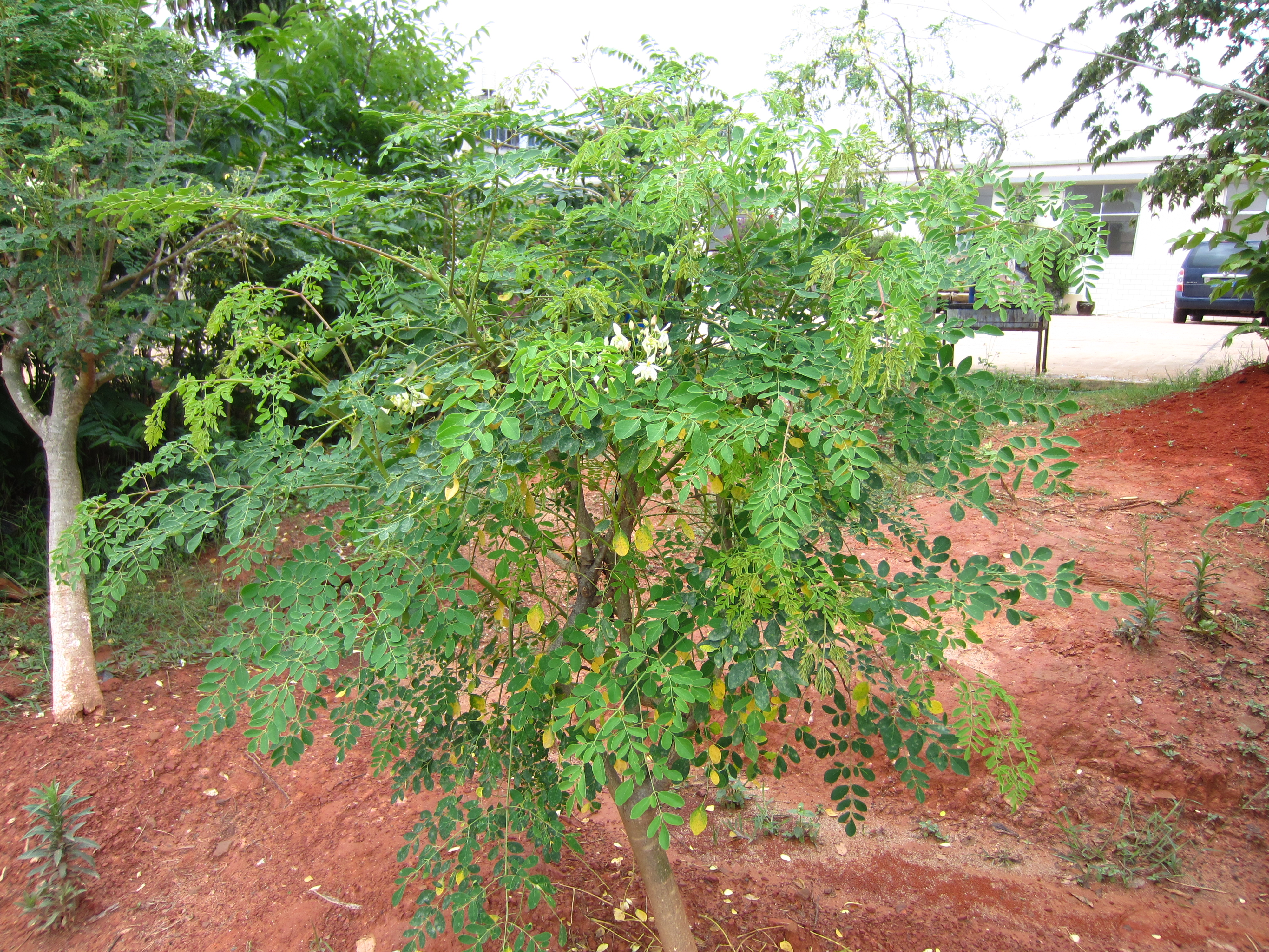 辣木(moringa oleifera)树盛花的辣木树盛开的辣木树