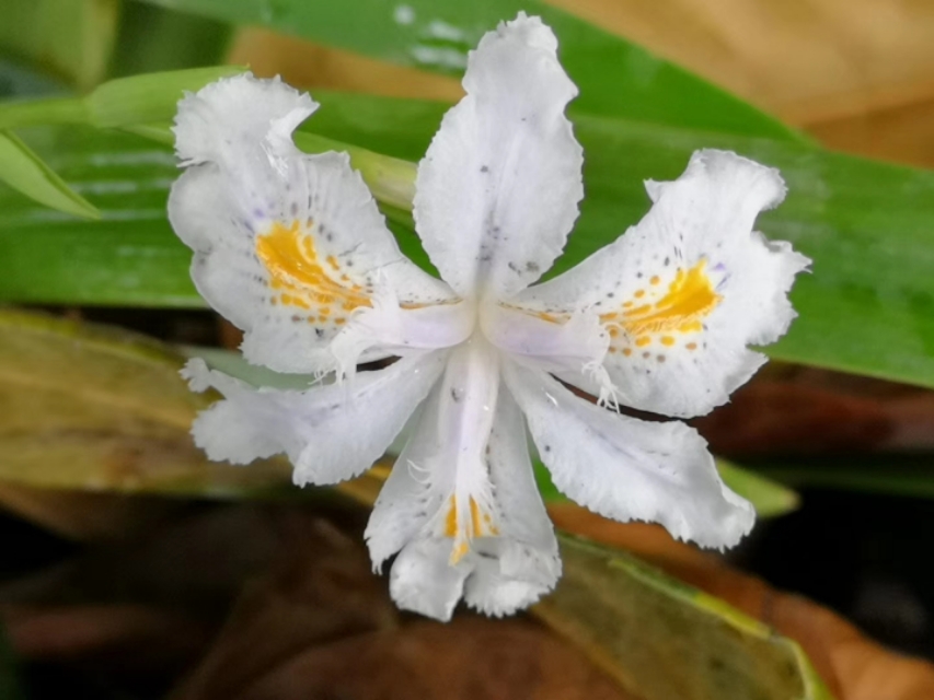 白蝴蝶花,白蝴蝶花圖片