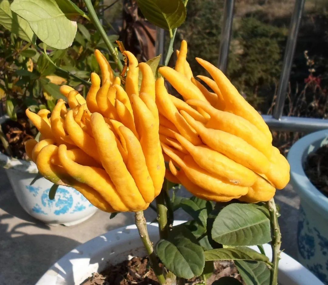 佛手柑(佛手柑种植技术与栽培管理)