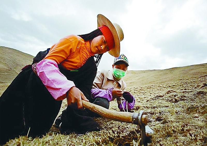 「虫草冬虫夏草」真的冬虫夏草多钱一克（1千克虫草最高价值百万）