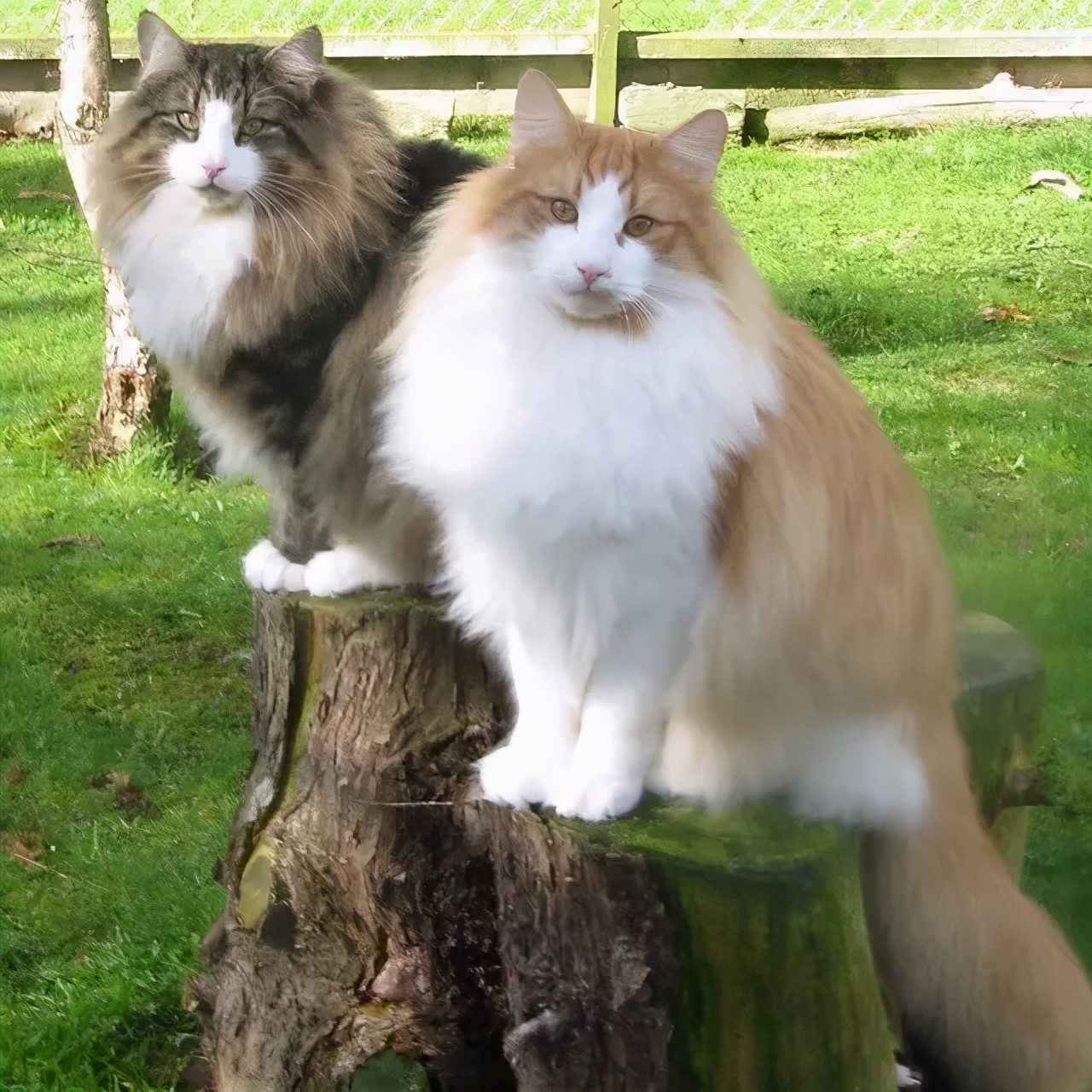 猫咪寿命排行榜，最长的猫可以活20年，你家猫上榜了吗？