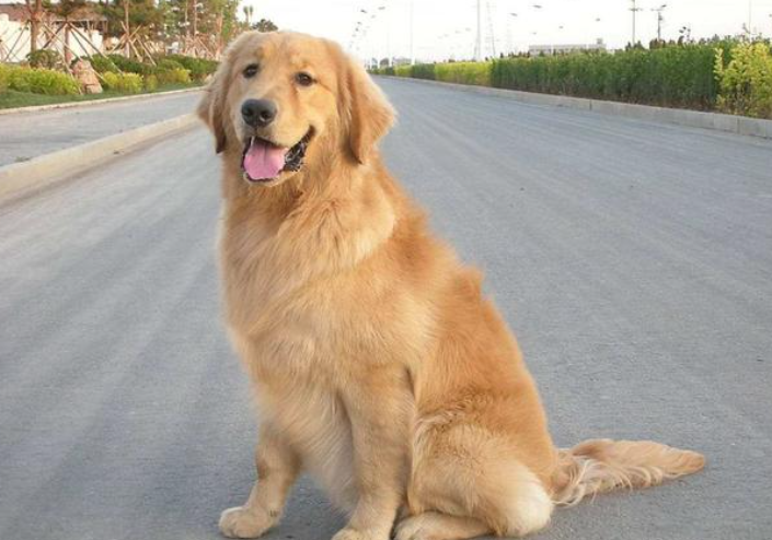 金毛犬要多少錢,金毛犬要多少錢一只