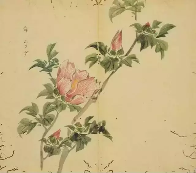 《诗经》太熟悉了吧,但《诗经》里的这些字,你认识吗?