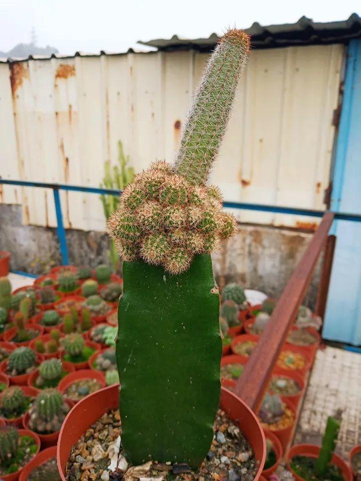 仙人球还能这么养?跟着大哥玩转嫁接,这造型,邻居看一眼就乐