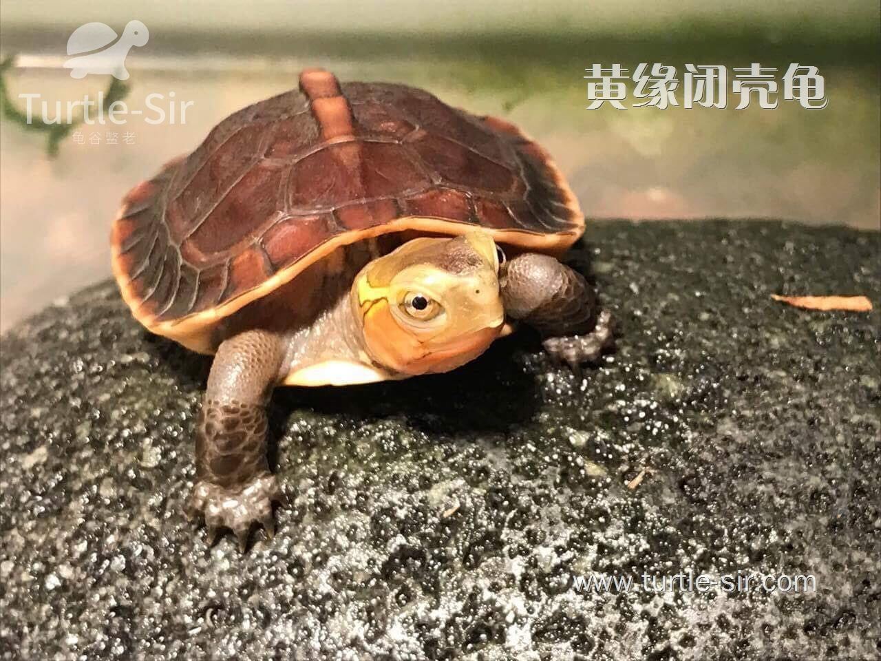 十大智商最高的龟（常见的宠物龟智商排名）