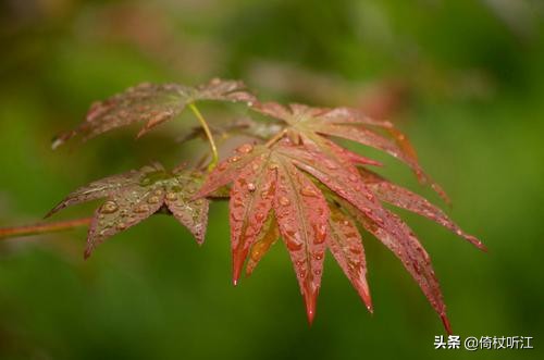 穿过秋天的云，遇见夏季的雨