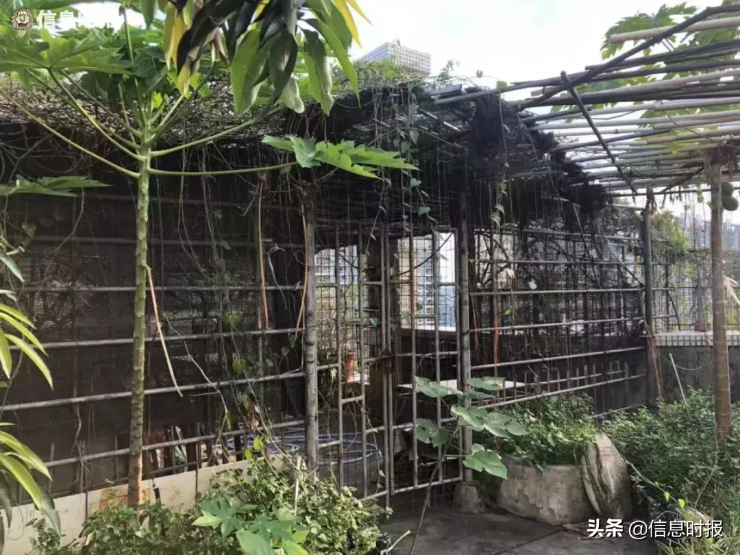 广州这些楼顶的天台，竟成了顶层住户“私家小园”，还上锁！该怎么办？