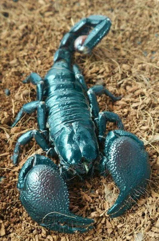 巨型蝎子 毒蝎图片