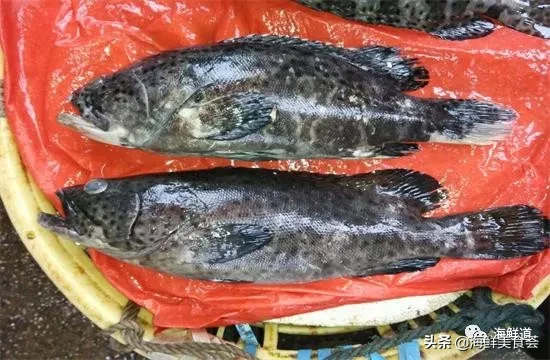 市场常见的102种海鲜，肉质鲜美，营养丰富，你们吃过几种？