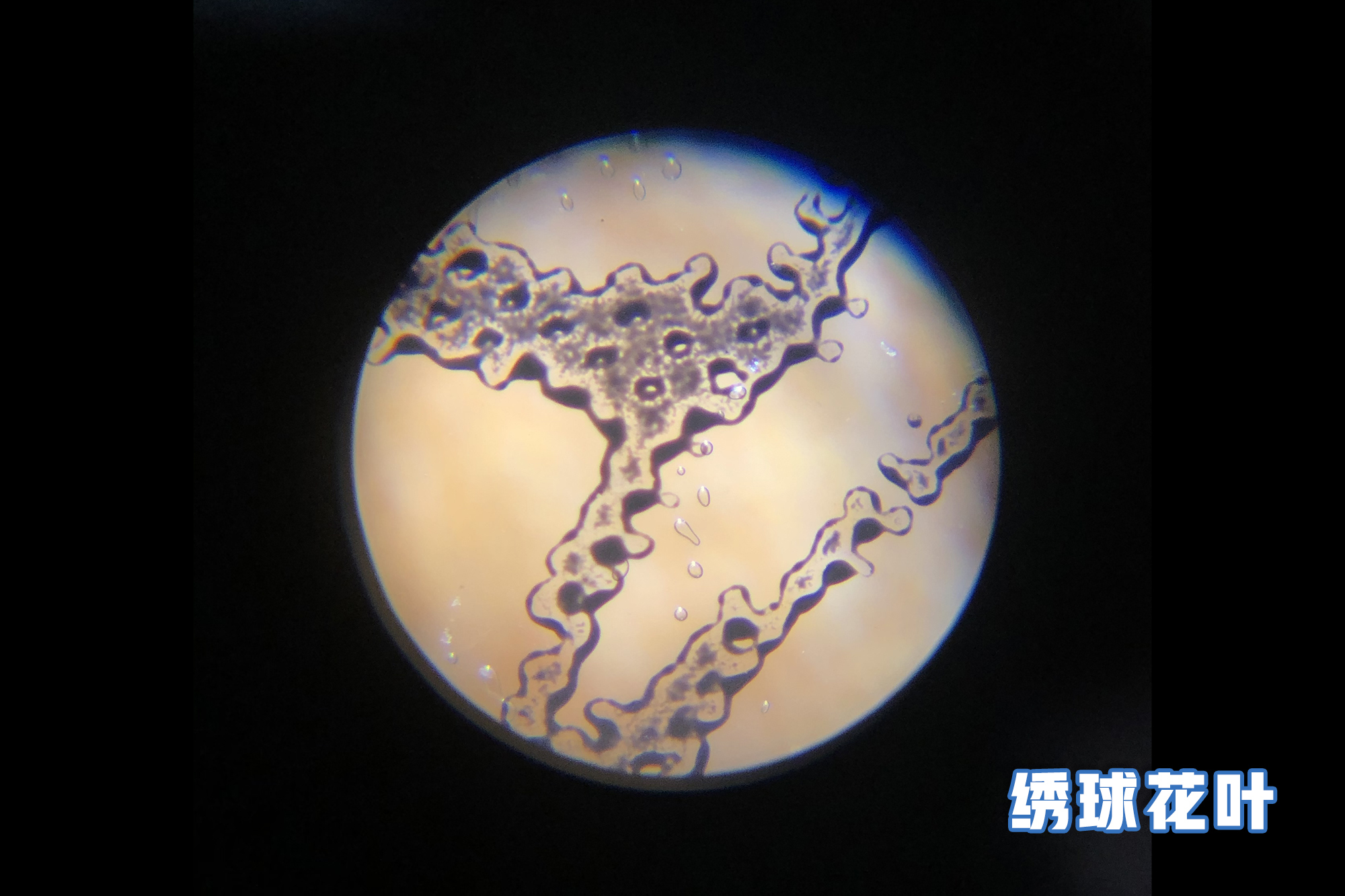 把视线放大120倍的家用显微镜,仅巴掌大小,扔给孩子能玩一天