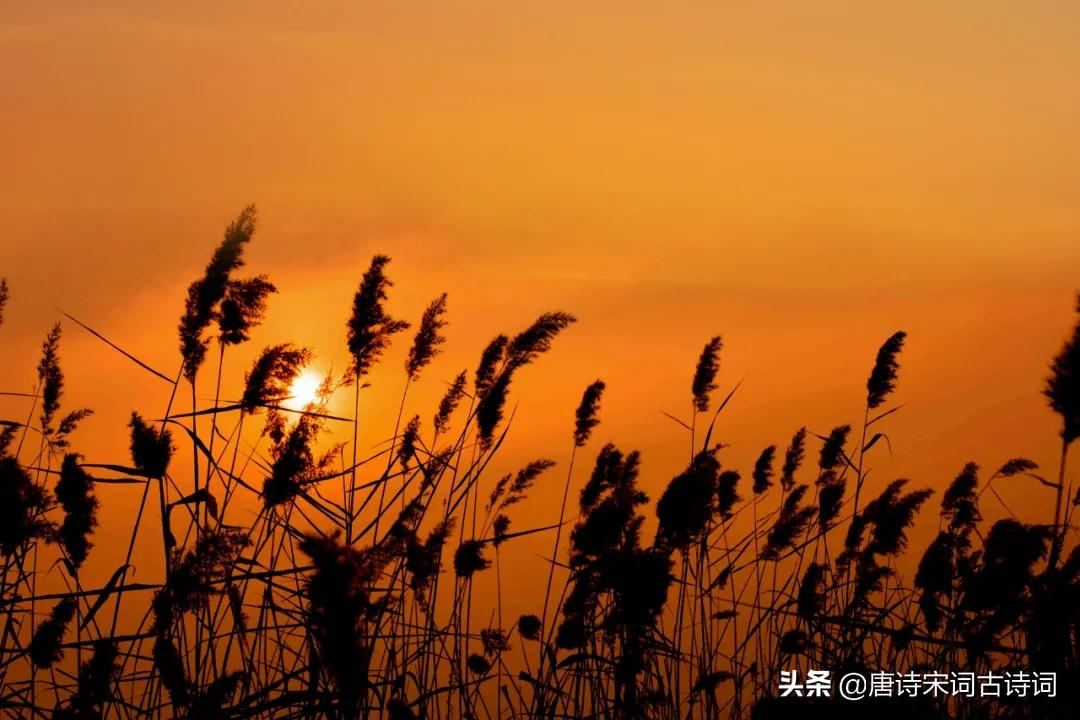 夕阳无限好，犹能灿长天