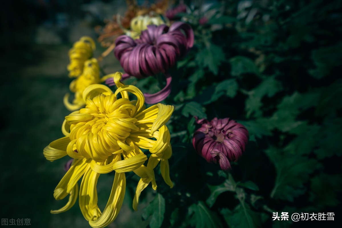 重阳节老人节诗词六首：白日明朝依旧在，黄花非晚是重阳