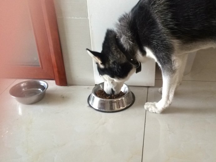 十大适合家庭饲养的中型犬及专属优质狗粮推荐