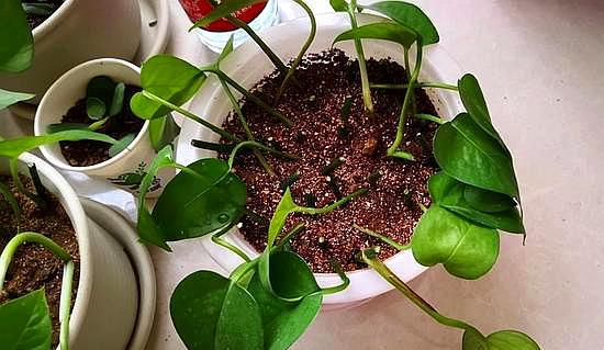 刚插好的绿萝怎么养新手必看科普