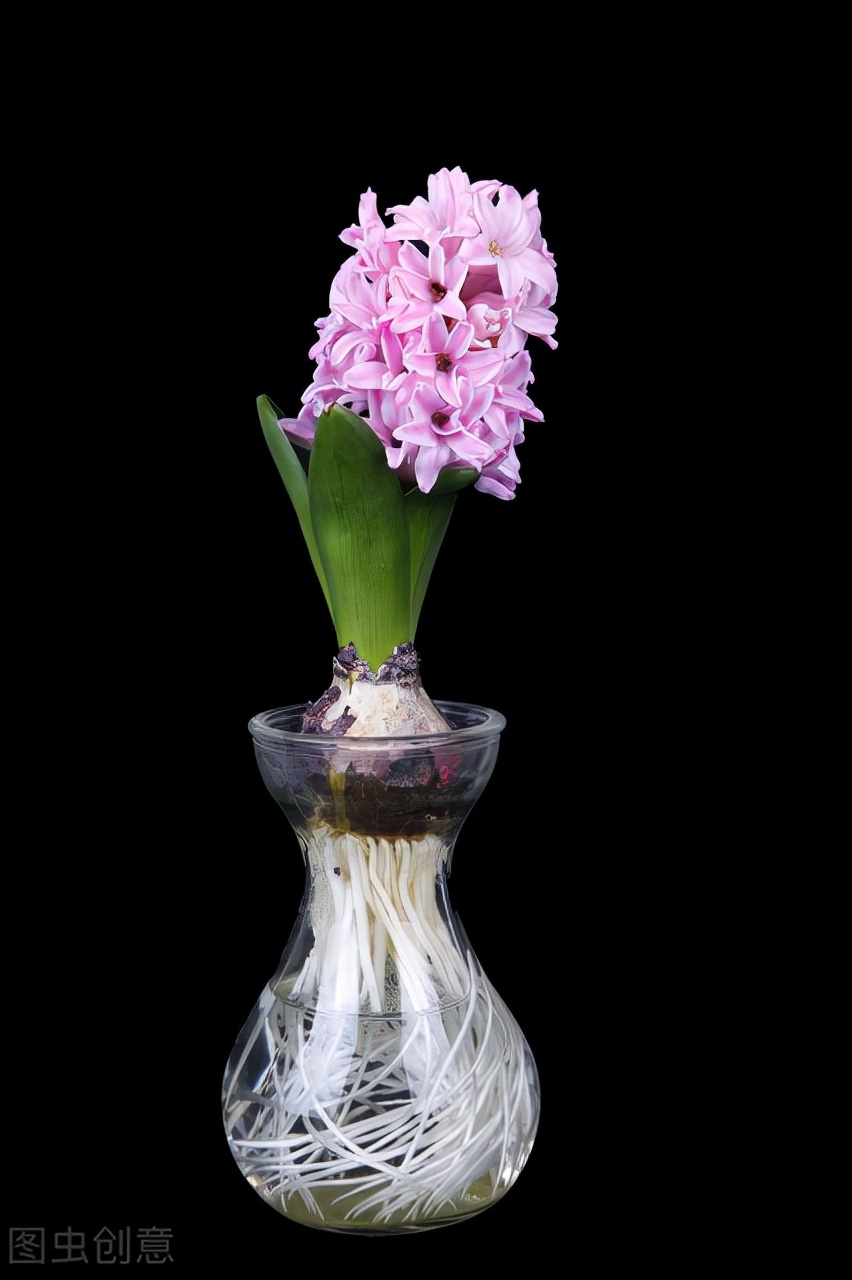 如何养好你的水培风信子