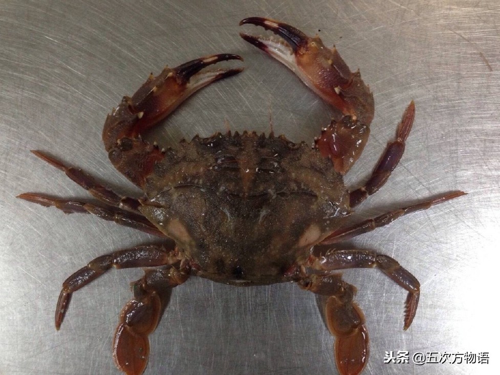 赤甲红海蟹图片（青岛菜市场常见海蟹图鉴）