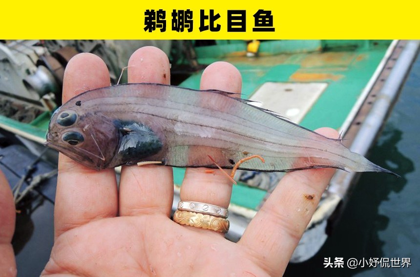 深海100000米以下生物