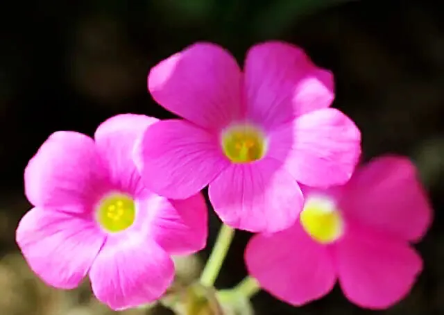 红花酢浆草是什么植物（红花酢浆草的生长环境）