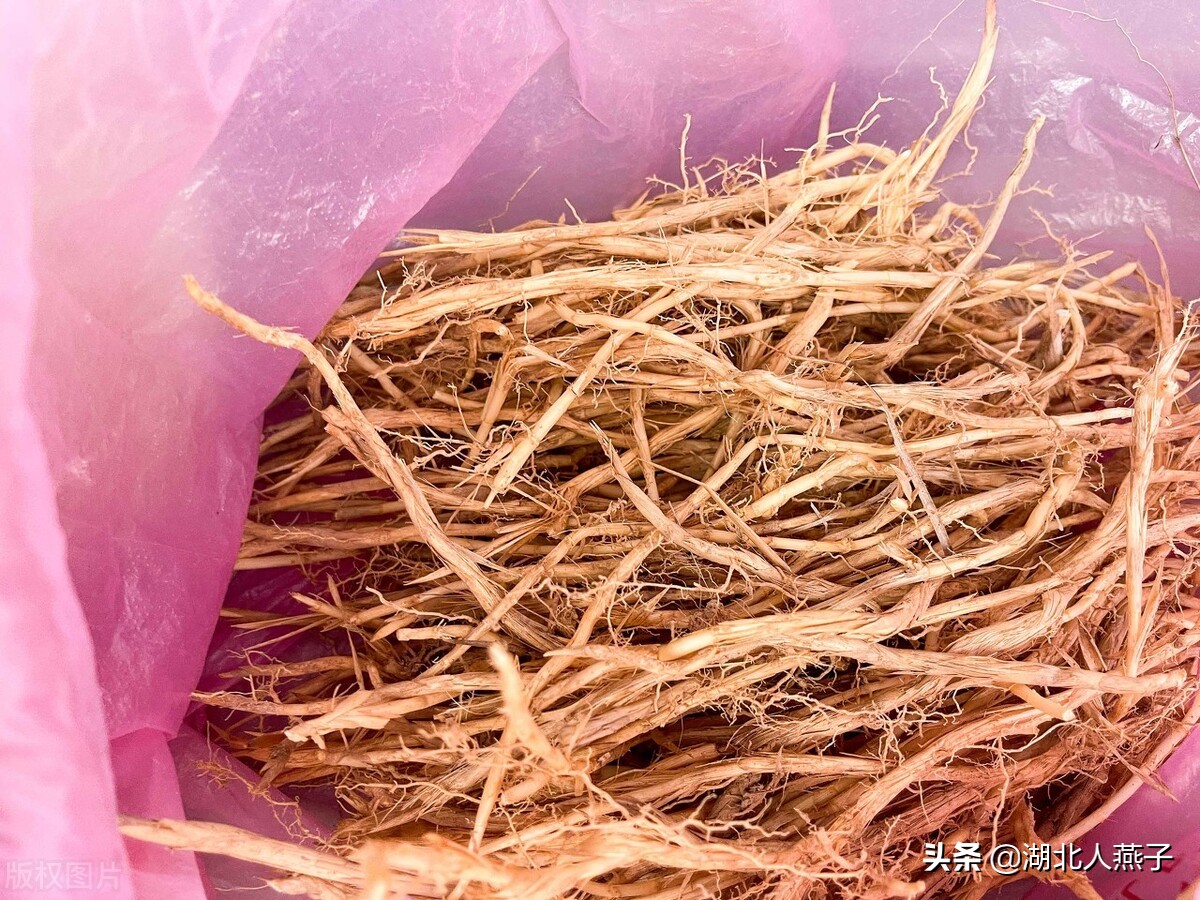 农村能吃的野菜100种大全(教你认识100种野菜和吃法)