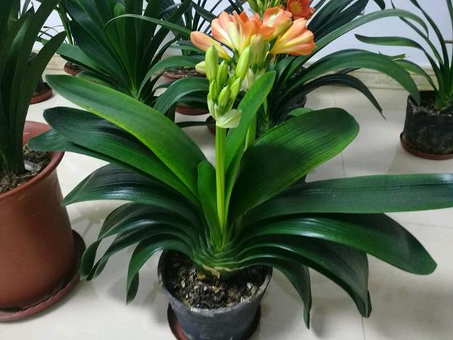 君子兰每年都开花吗(君子兰开花需满足5个硬性条件)