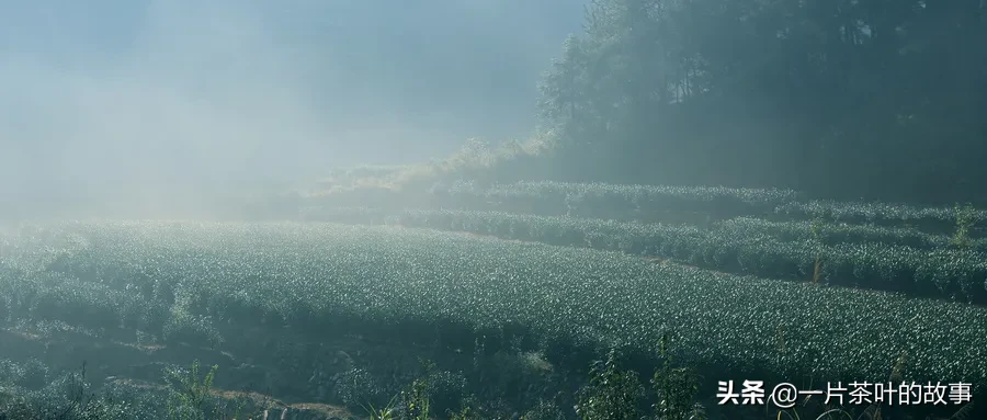 十大名优绿茶背后的传说，你知道几个？