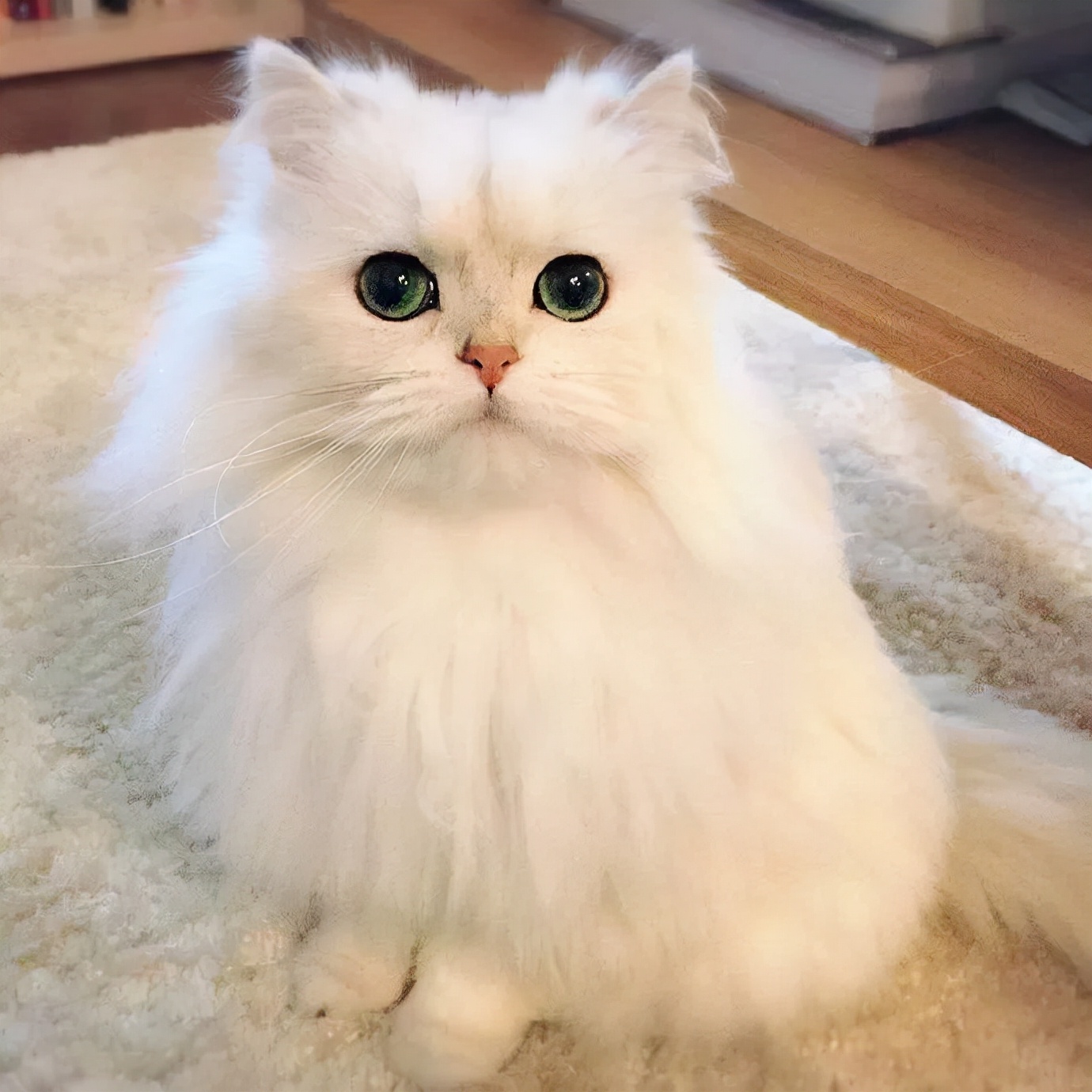 纯种金吉拉猫有哪些特征?看这5点,准不会买错