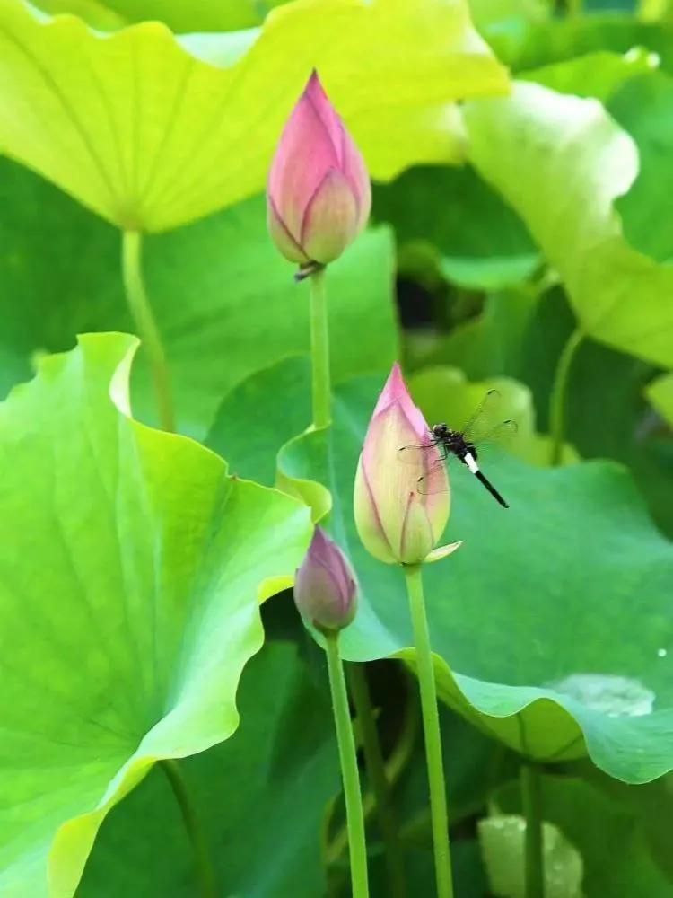 荷花:出水芙蓉，含苞待放，冰清玉洁，婀娜多姿。