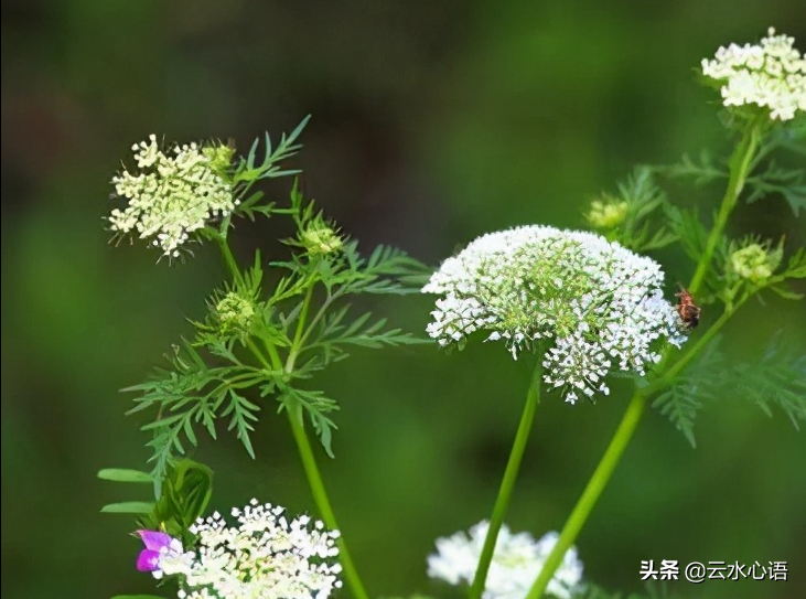 朱熹看见路旁乱草，写下一首七绝，充满哲理，值得细读