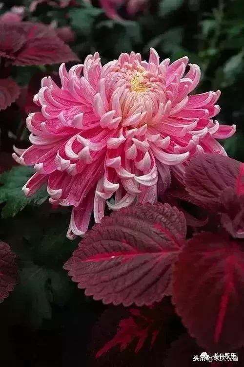 万花凋谢，秋菊傲霜（太美了！）