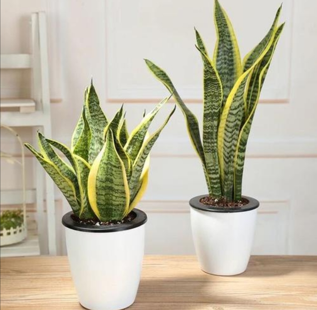 最全虎皮兰图鉴:20种!原来虎皮兰如此美,清新可爱不输多肉